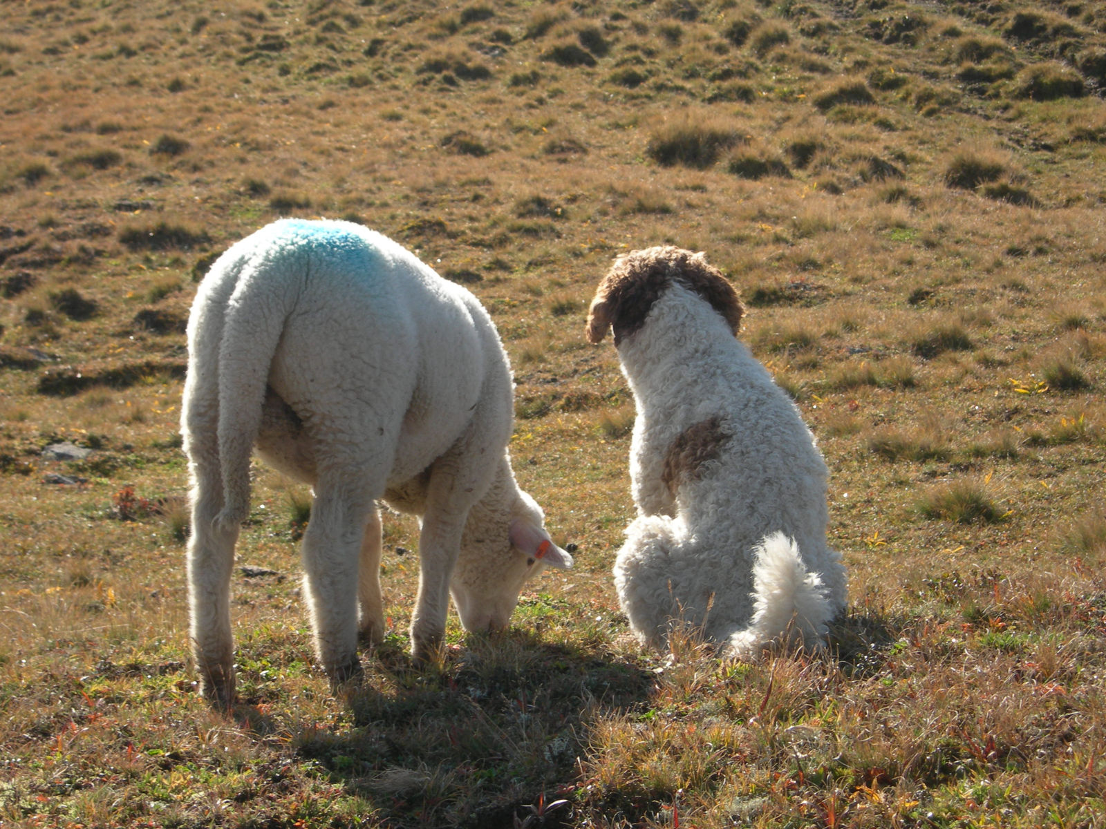 Auf einer herbstlichen Alpweide im Gegenlicht sitzt ein weiss-brauner Spanischer Wasserhund von hinten neben einem grasenden Schaf mit blauer Markierung.