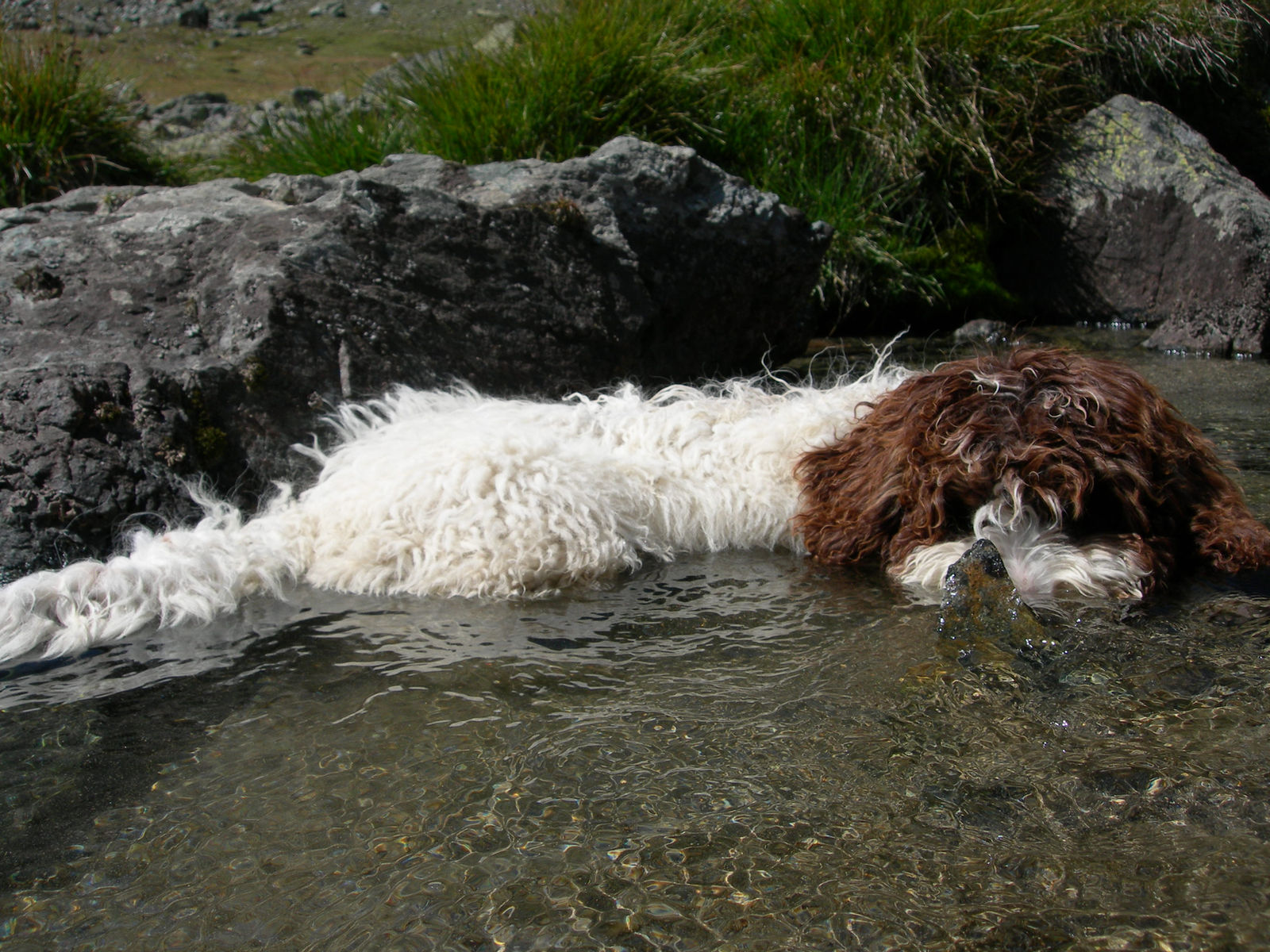 Weiss-brauner Spanischer Wasserhund liegt im flachen, klaren Wasser eines Bergbachs und zieht mit dem Fang einen Stein aus dem Wasser.