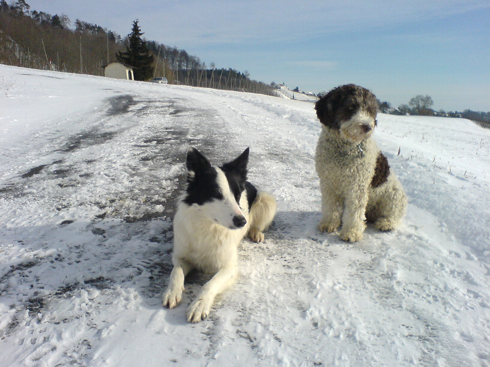 Auf einem verschneiten Feldweg liegt ein schwarz-weisser Border Collie, daneben sitzt der weiss-braune Spanische Wasserhund, dahinter eine kleine Kapelle und Rebstickel.
