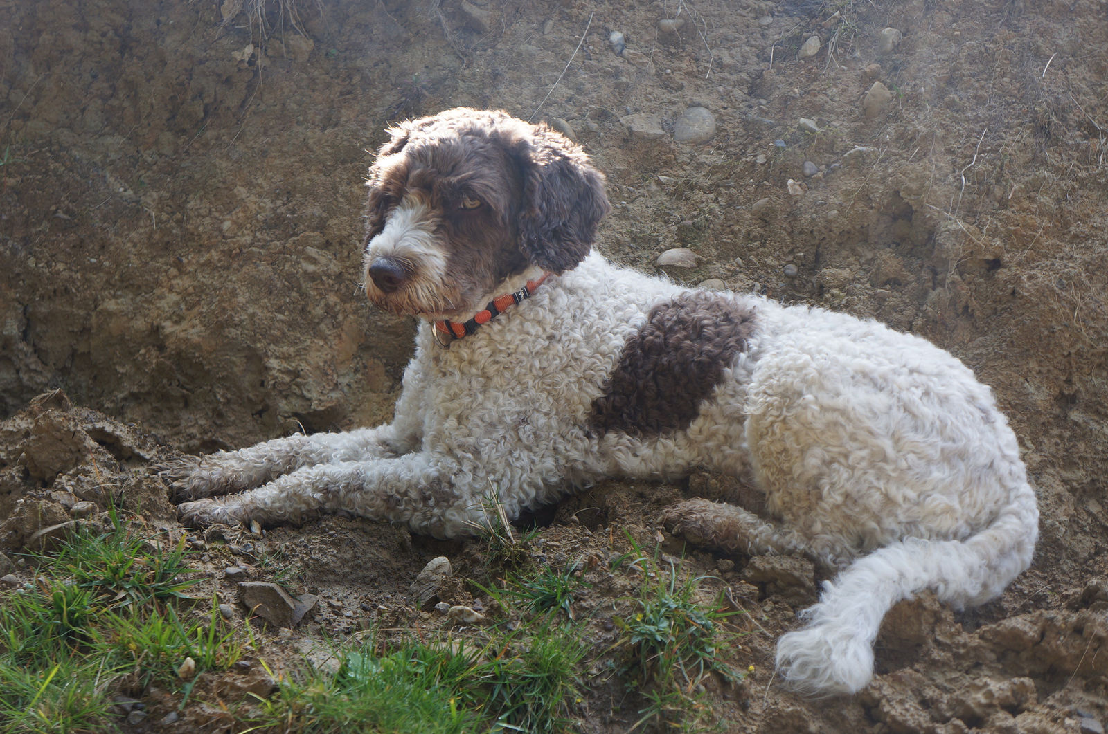 Weiss-brauner Spanischer Wasserhund mit orangem Halsband liegt auf der lockeren Erde vor einer Aushubwand.