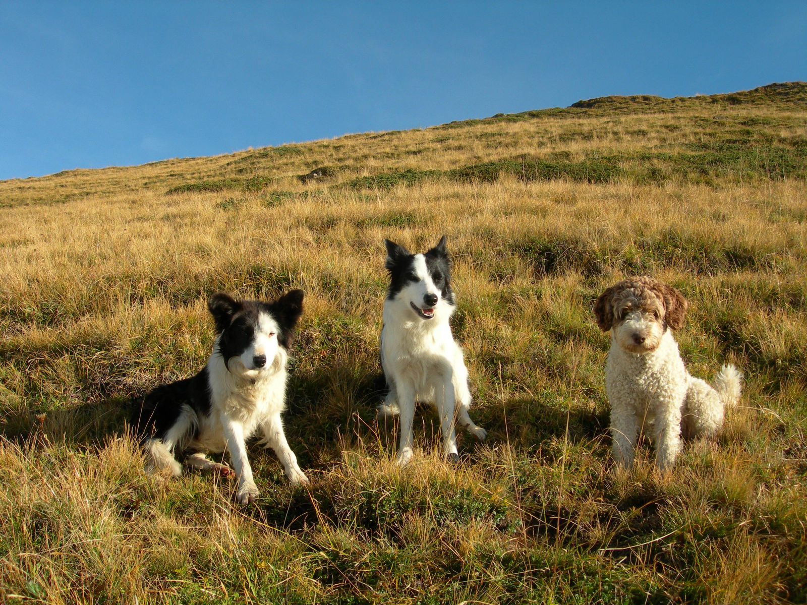 Zwei schwarz-weisse Border Collies und ein weiss-brauner Spanischer Wasserhund sitzen und liegen nebeneinander im goldenen Herbstgras eines Alphangs unter tiefblauem Himmel.