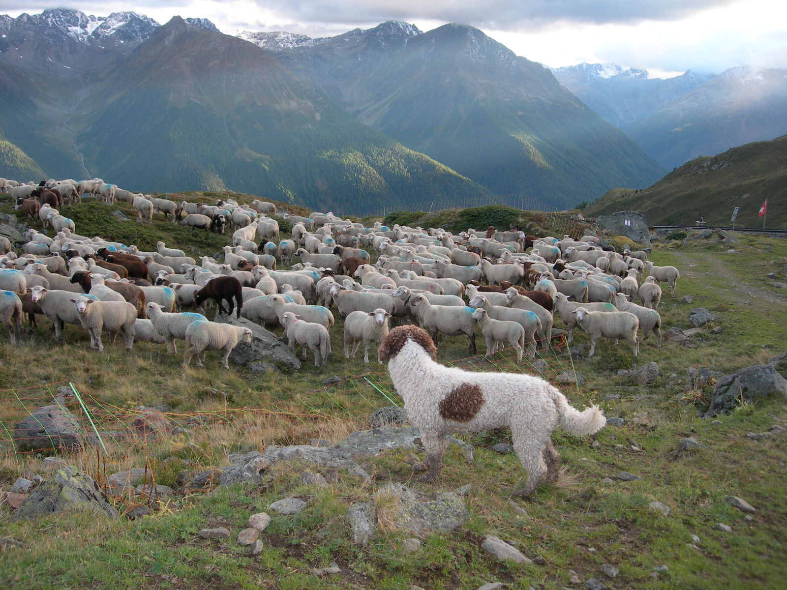 Eine grosse Schafherde mit Farbmarkierungen steht auf einer Hochalp vor Berggipfeln, im Vordergrund steht der weiss-braune Spanische Wasserhund am Elektrozaun und beobachtet die Herde.