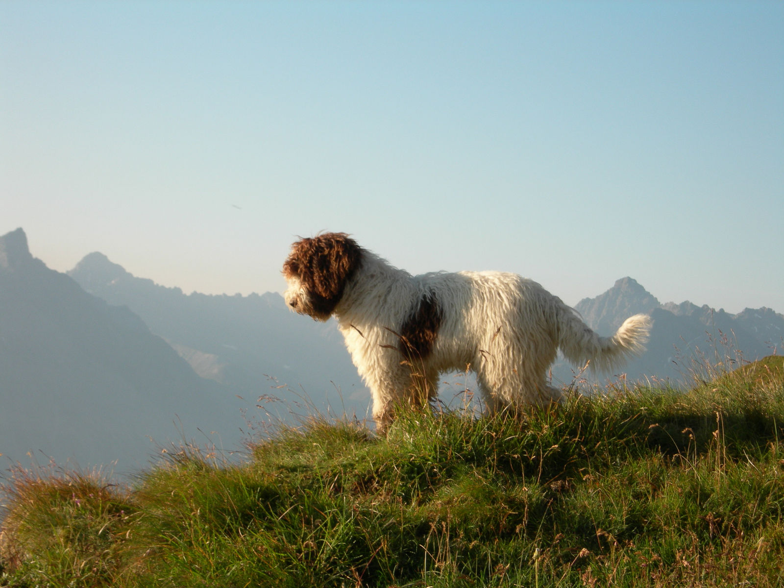 Weiss-brauner Spanischer Wasserhund steht im Abendlicht auf einem Grasgrat, dahinter dunstige Bergsilhouetten.