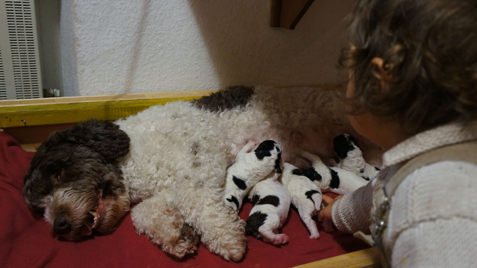 Im Wurfkasten liegt die weiss-braune Perro-Hündin auf einer roten Decke, während vier neugeborene schwarz-weisse Welpen saugen, ein Kind kniet daneben und streckt die Hand aus.