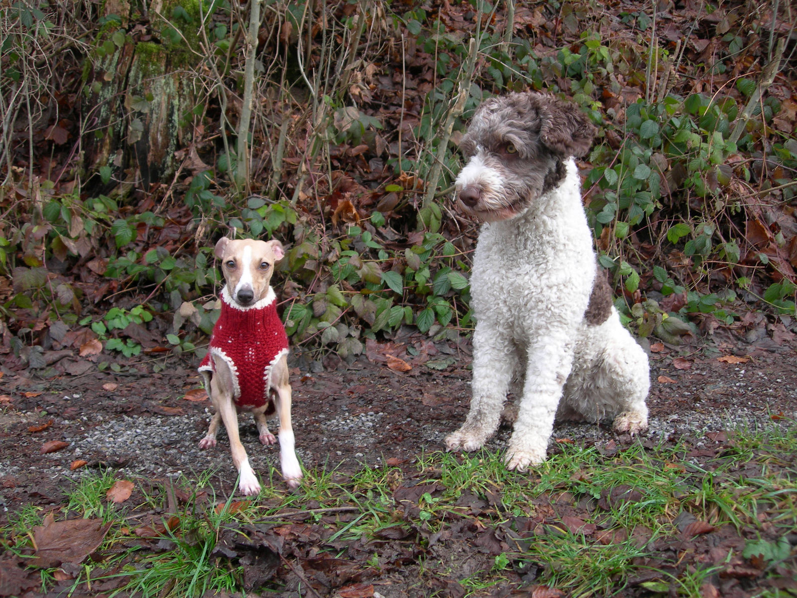 Auf einem nassen, laubbedeckten Waldweg steht ein kleiner Windhund im roten Strickpullover neben dem sitzenden weiss-braunen Spanischen Wasserhund.