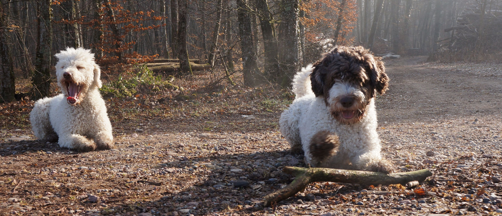 Breites Bild, auf einem sonnigen Winterwaldweg liegen zwei Spanische Wasserhunde, links der cremeweisse gähnend, rechts der weiss-braune mit einem dicken Ast vor sich.