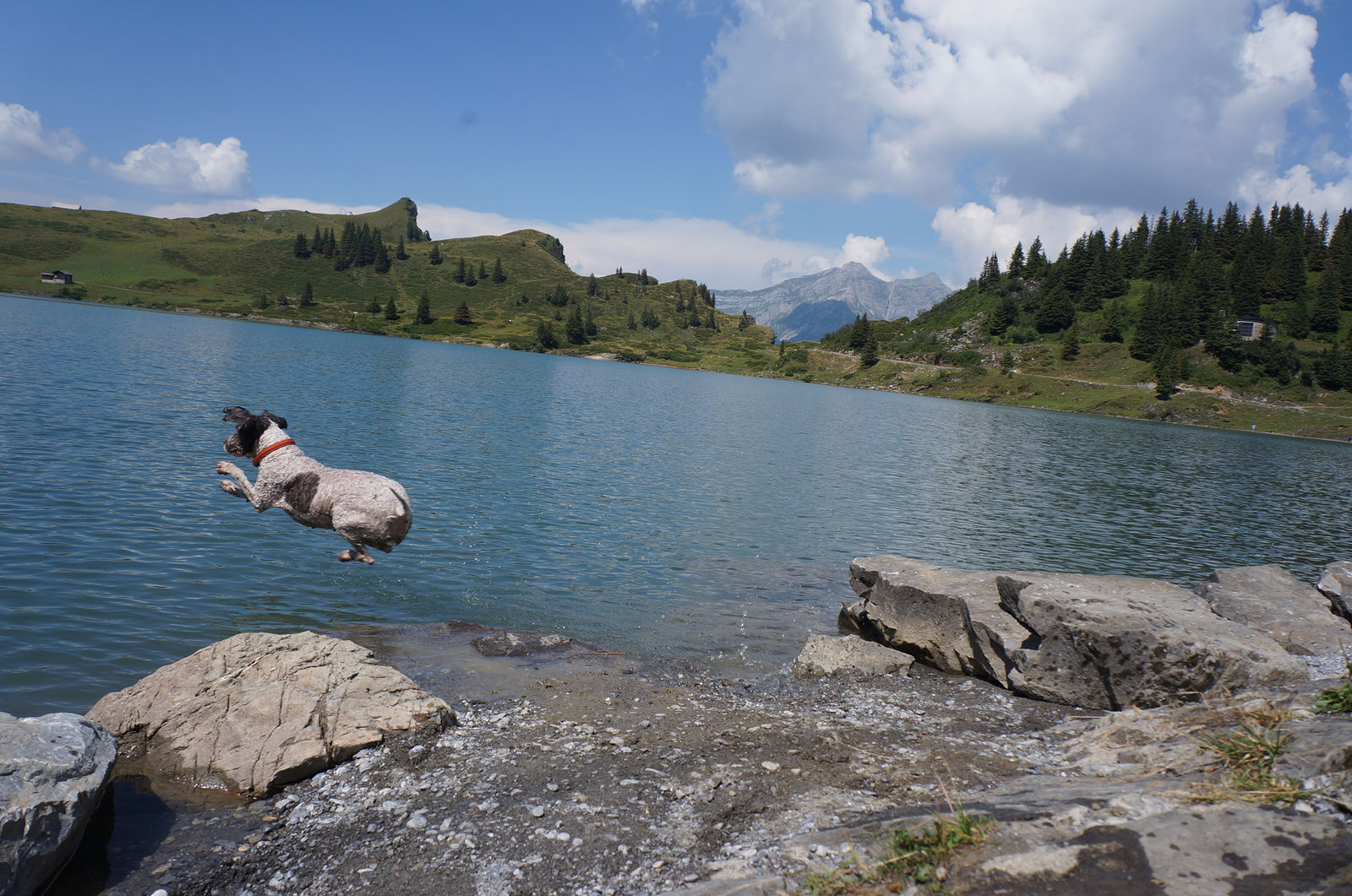 Ein Spanischer Wasserhund mit rotem Halsband springt von einem Felsen in einen türkisfarbenen Bergsee, dahinter Alpweiden, Nadelbäume und Berge.
