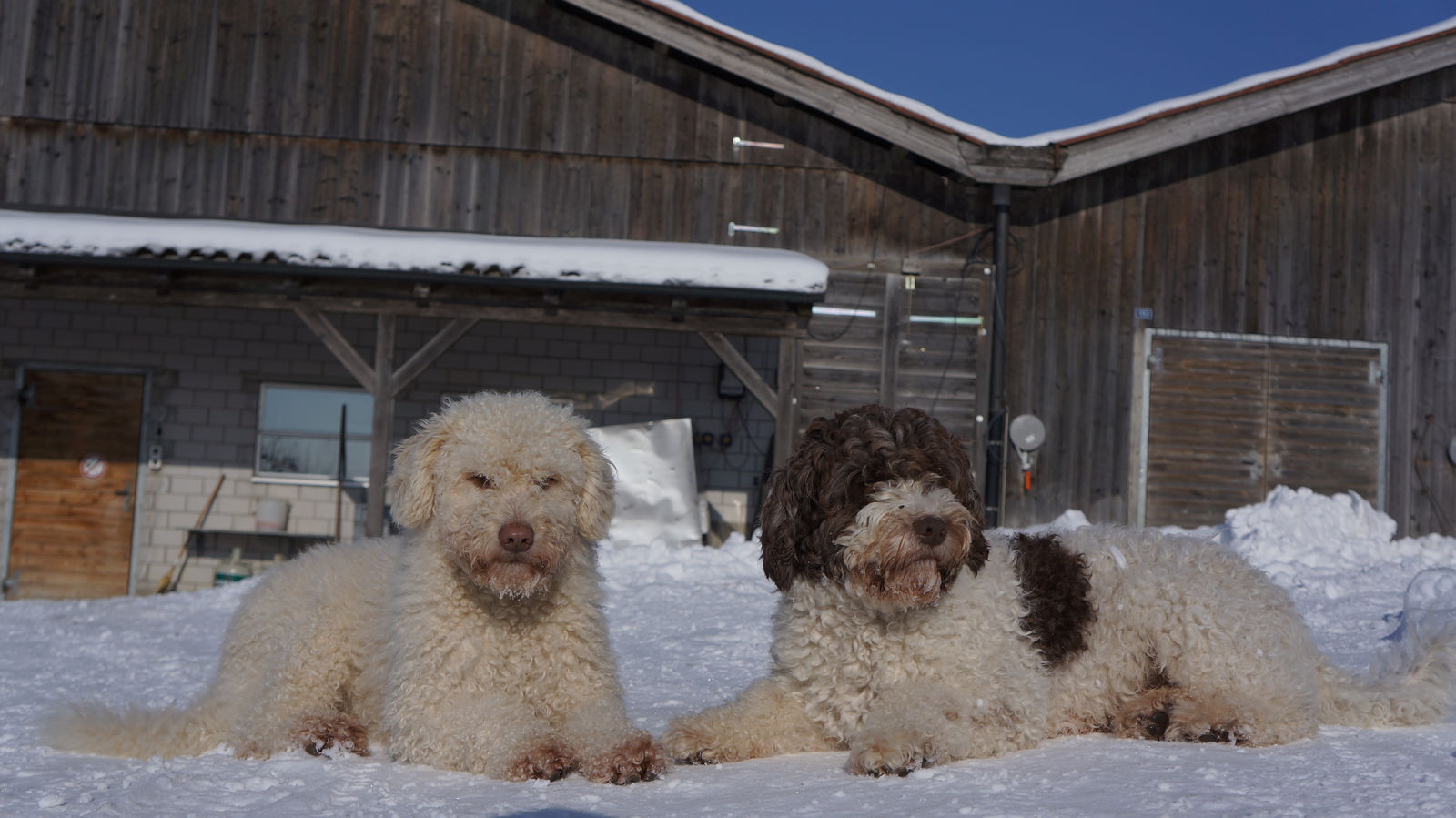 Zwei Spanische Wasserhunde liegen im Schnee vor hölzernen Ökonomiegebäuden unter tiefblauem Himmel, links der cremeweisse, rechts der weiss-braune.
