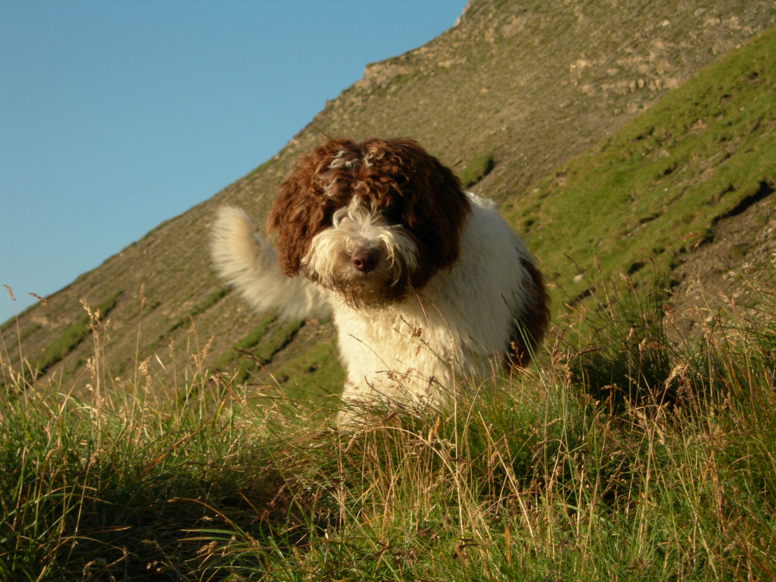 Der weiss-braune Spanische Wasserhund läuft durch das hohe Gras eines steilen Alphangs auf die Kamera zu.