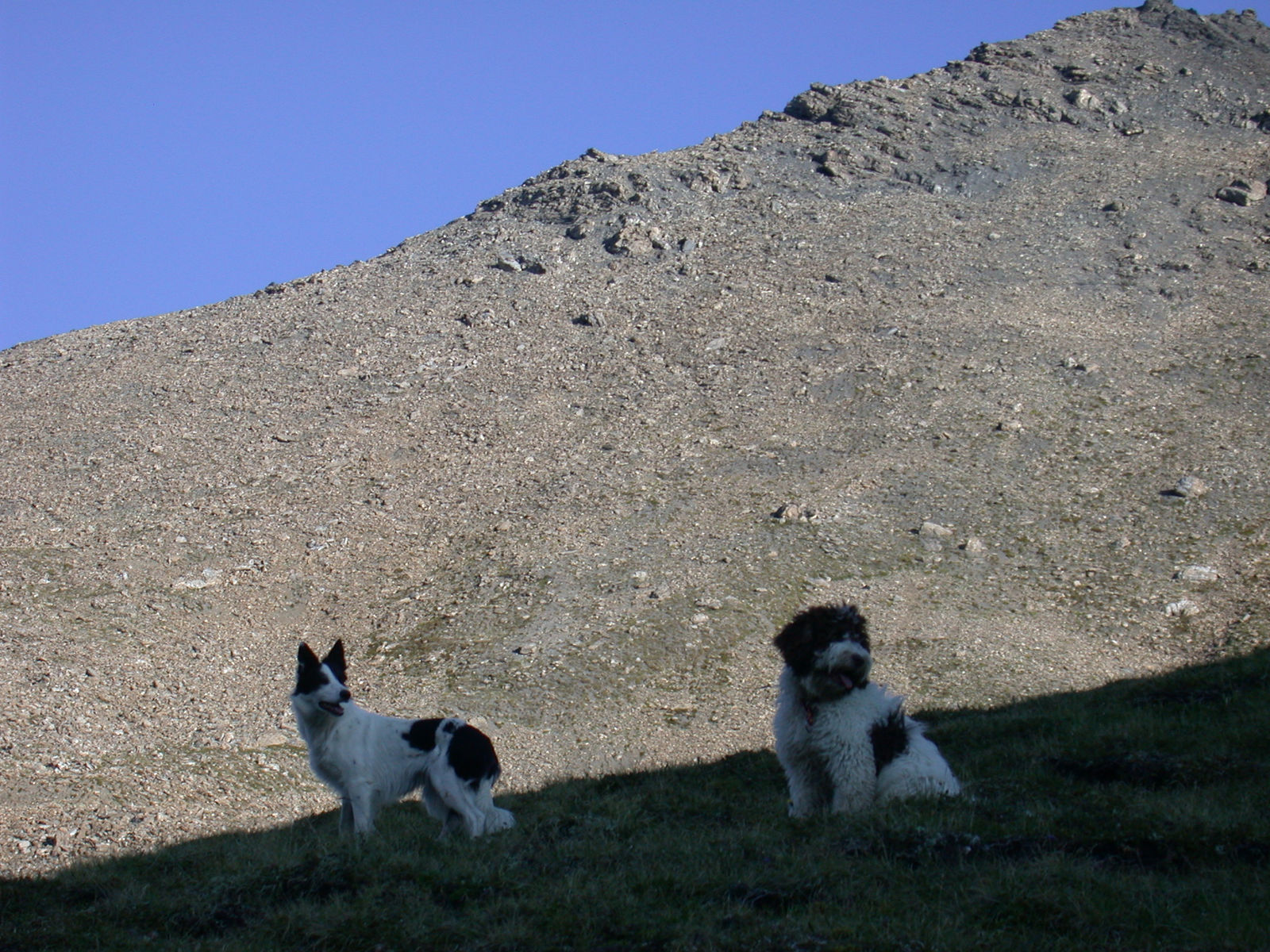 Ein schwarz-weisser Border Collie und der weiss-braune Spanische Wasserhund stehen auf dem letzten Grasstreifen unterhalb einer grossen Geröllhalde im Abendlicht.