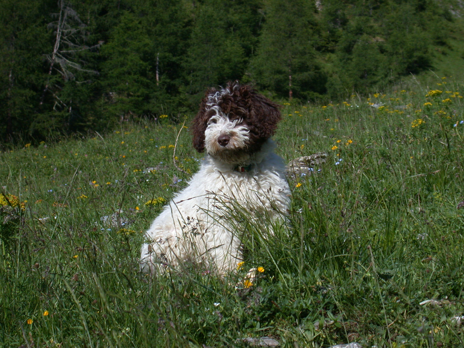 Braun-weisser Spanischer Wasserhund sitzt aufrecht in einer blühenden Alpwiese vor dunklem Nadelwald, das Deckhaar fällt ihm über die Augen.