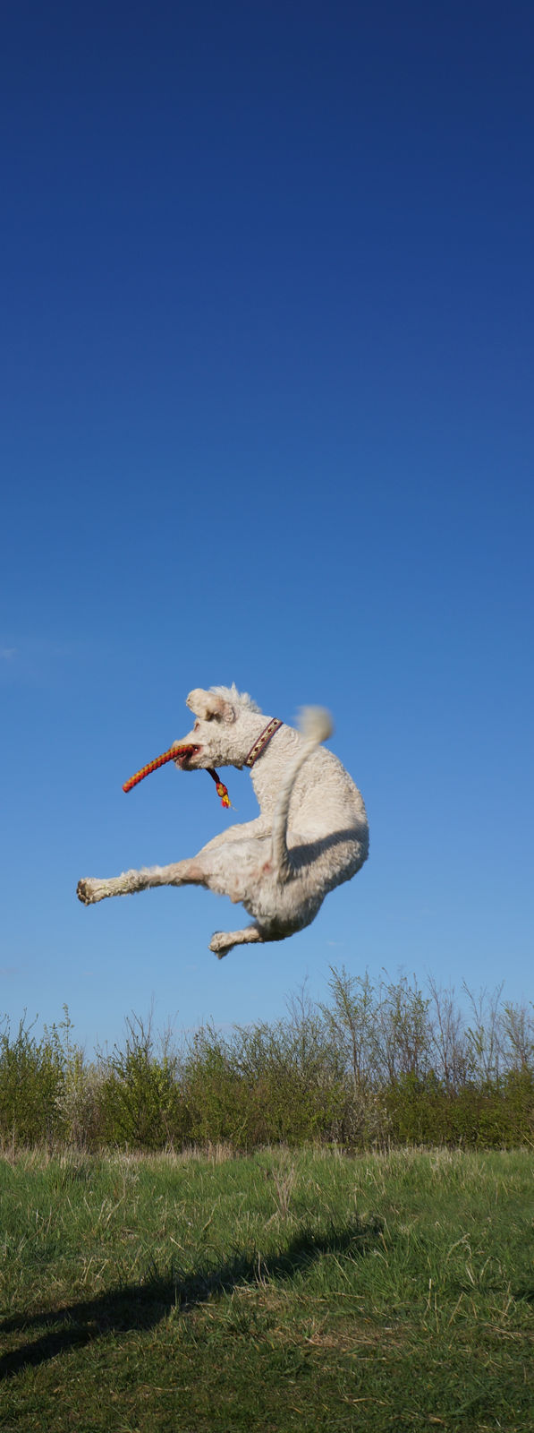 Hochformat, ein cremeweisser Spanischer Wasserhund fliegt mit einem bunten Zerrspielzeug im Fang hoch durch den blauen Himmel über einer Wiese.