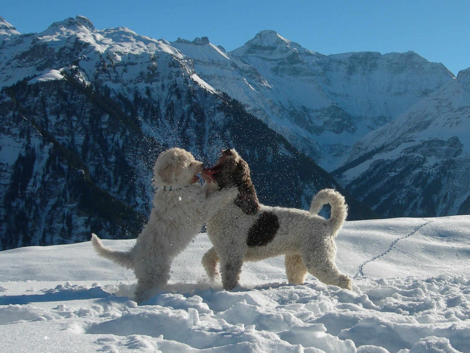 Zwei Spanische Wasserhunde spielen im Schnee vor verschneiten Bergen, links der cremeweisse aufgerichtet, rechts der braun-weiss gescheckte.