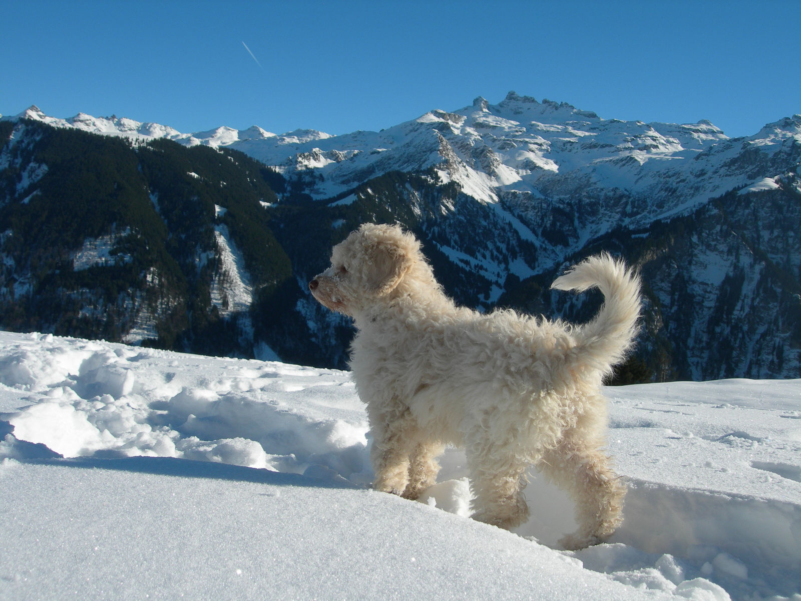 Cremeweisser Spanischer Wasserhund steht im tiefen Schnee und blickt über eine verschneite Bergkette unter tiefblauem Himmel.