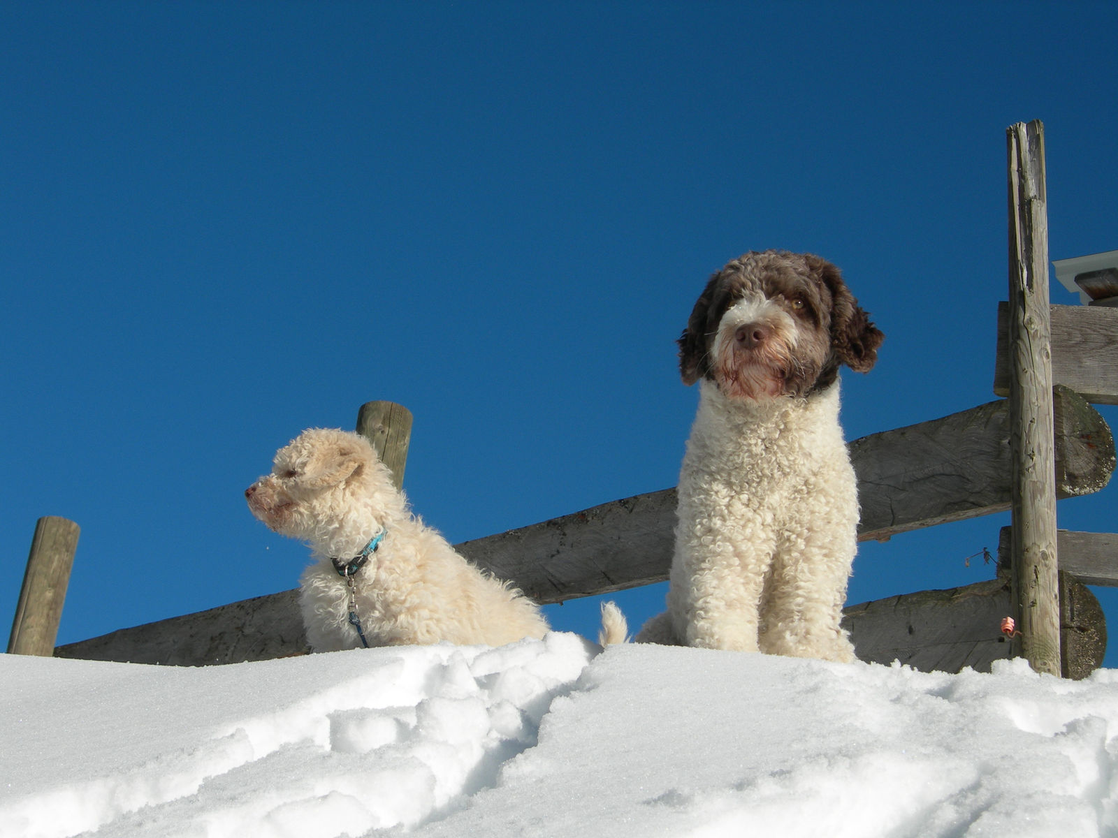 Zwei Spanische Wasserhunde sitzen auf einer Schneewächte an einem Holzzaun vor tiefblauem Himmel, links der cremeweisse im Profil, rechts der braun-weisse frontal.