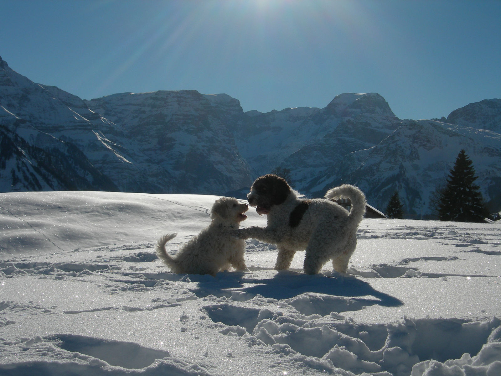 Zwei Spanische Wasserhunde spielen im Gegenlicht im Schnee vor verschneiten Bergen.