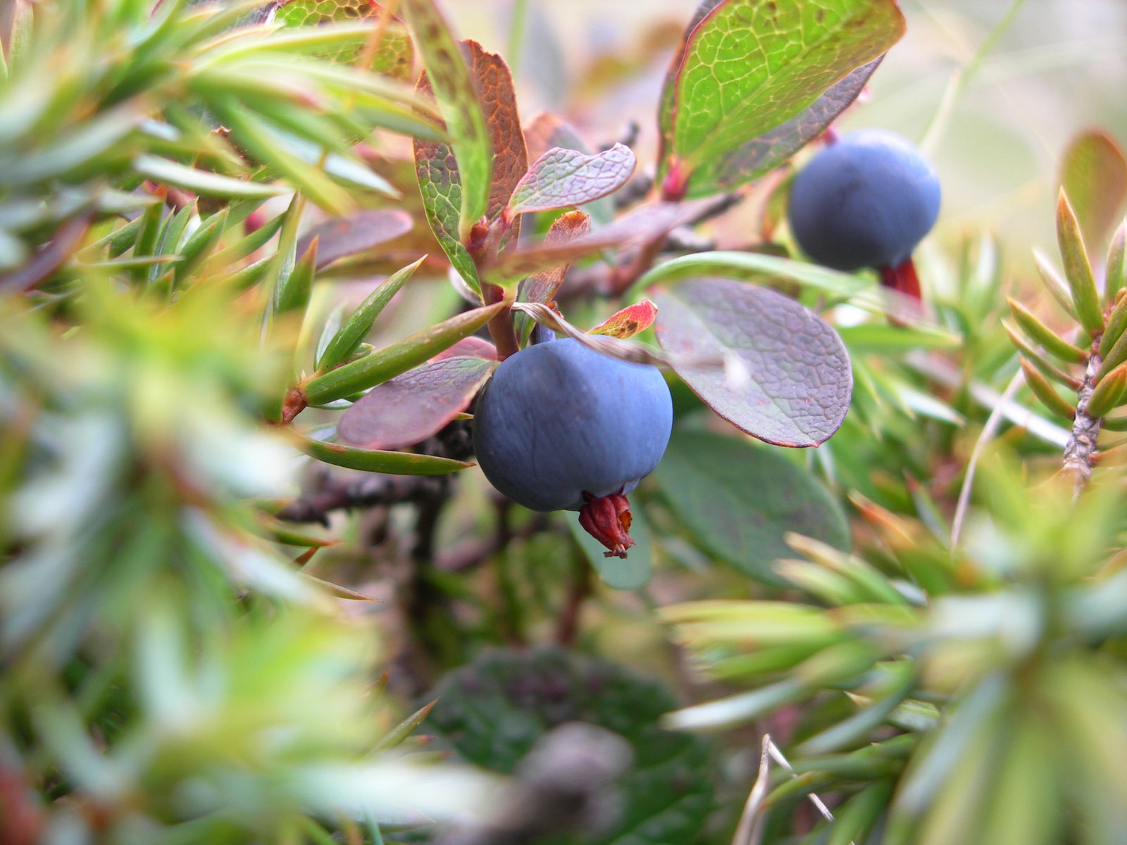 Makroaufnahme zweier blau bereifter Heidelbeeren am Strauch zwischen schmalen immergrünen Nadeln.
