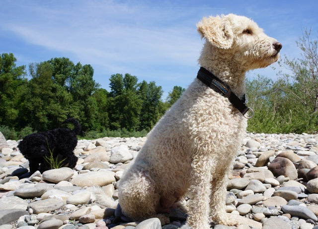Cremeweisser Spanischer Wasserhund sitzt auf der Kiesbank eines Flusses vor blauem Himmel, im Hintergrund schnüffelt ein kleiner schwarzer Hund.