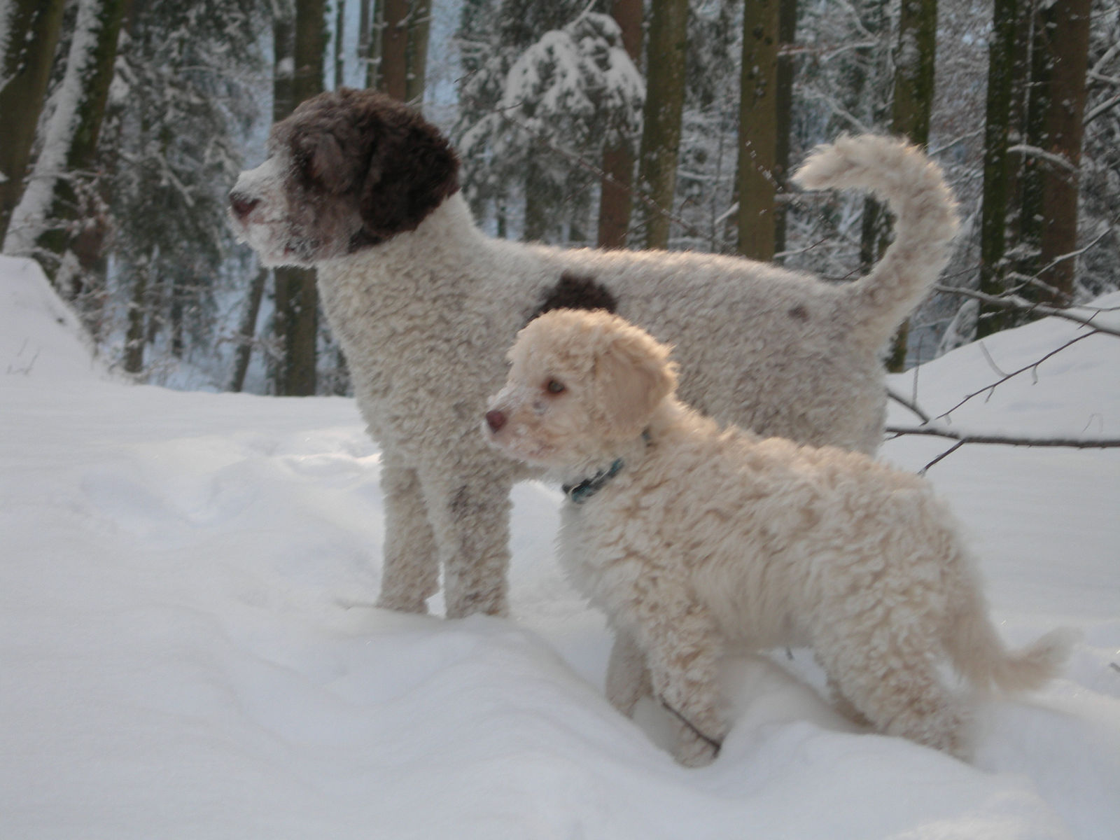 Im verschneiten Wald steht der braun-weisse erwachsene Perro, davor ein cremeweisser Welpe, beide schauen in dieselbe Richtung.