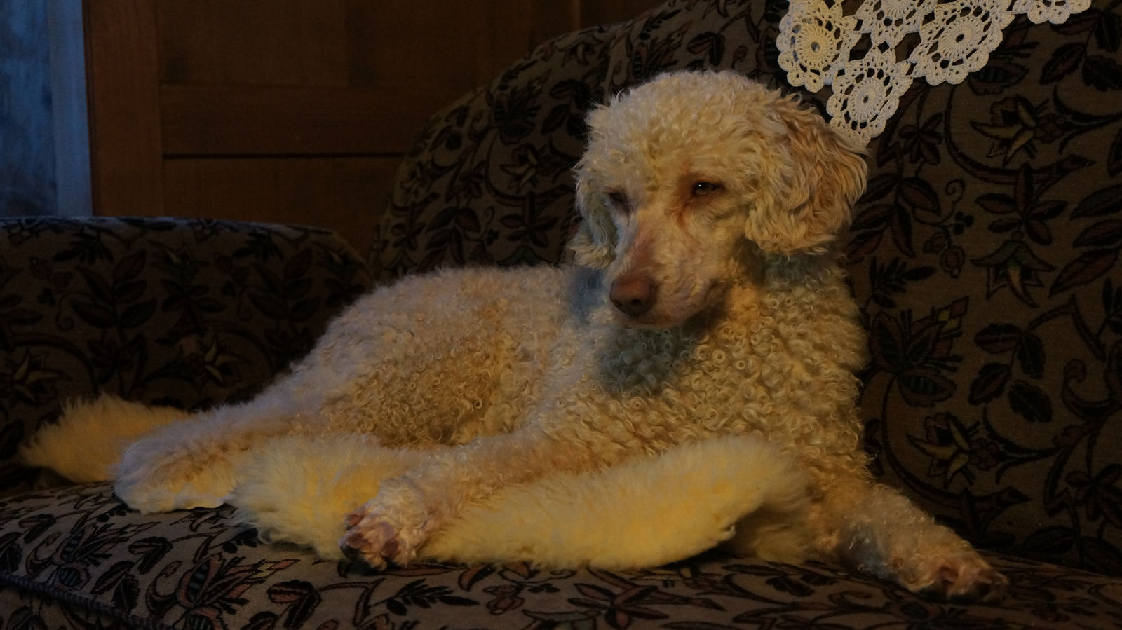 Cremeweisser Spanischer Wasserhund liegt ausgestreckt auf einem geblümten Polstersessel im warmen Abendlicht.