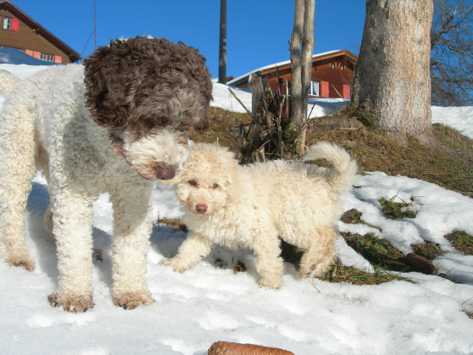 Der braun-weisse erwachsene Perro beugt den Kopf im Schnee zu einem cremeweissen Welpen hinunter, dahinter Chalets mit roten Fensterläden.