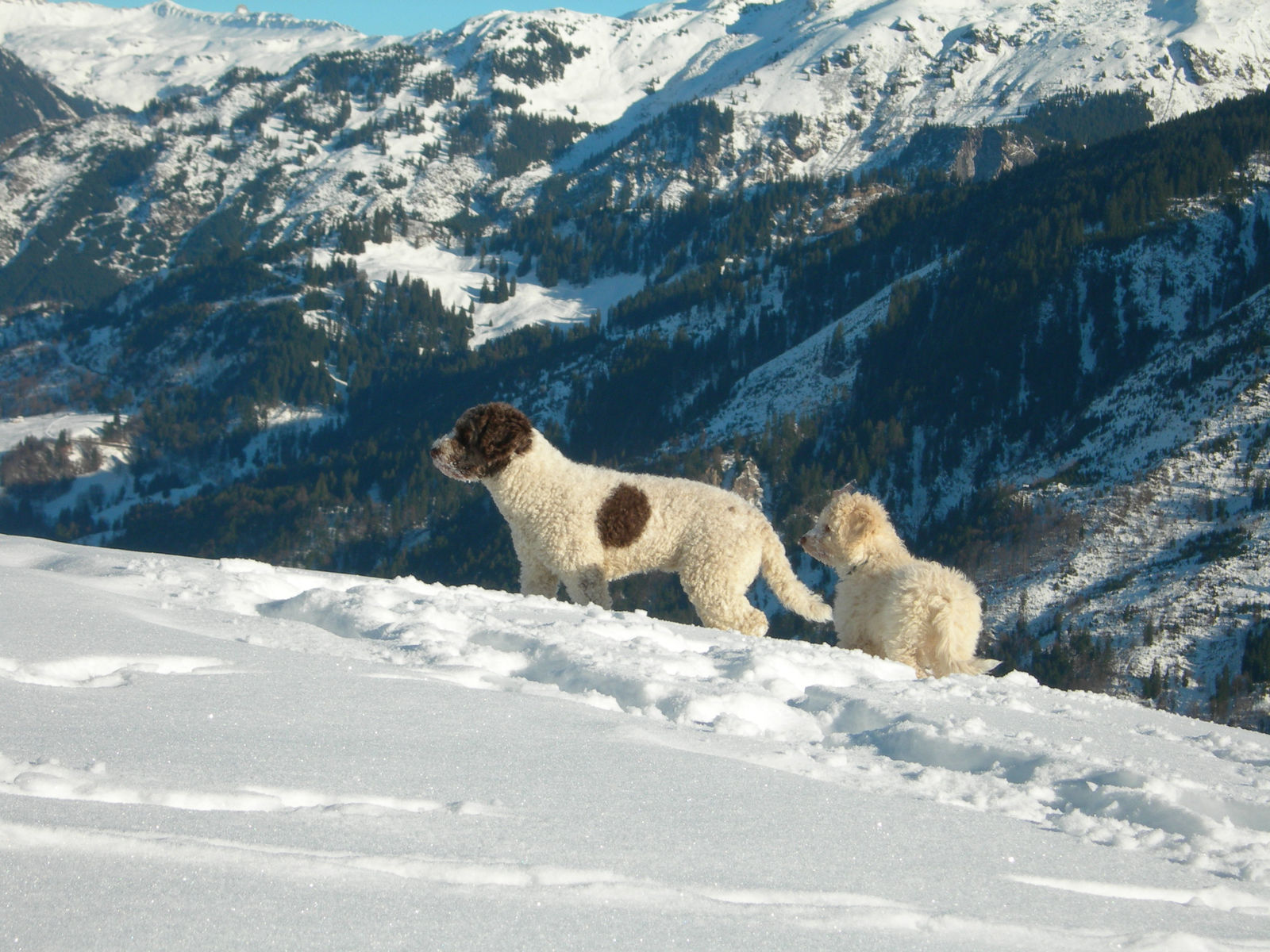 Auf einem verschneiten Grat stehen der weiss-braune erwachsene Perro und ein cremeweisser Welpe über einem winterlichen Bergtal.