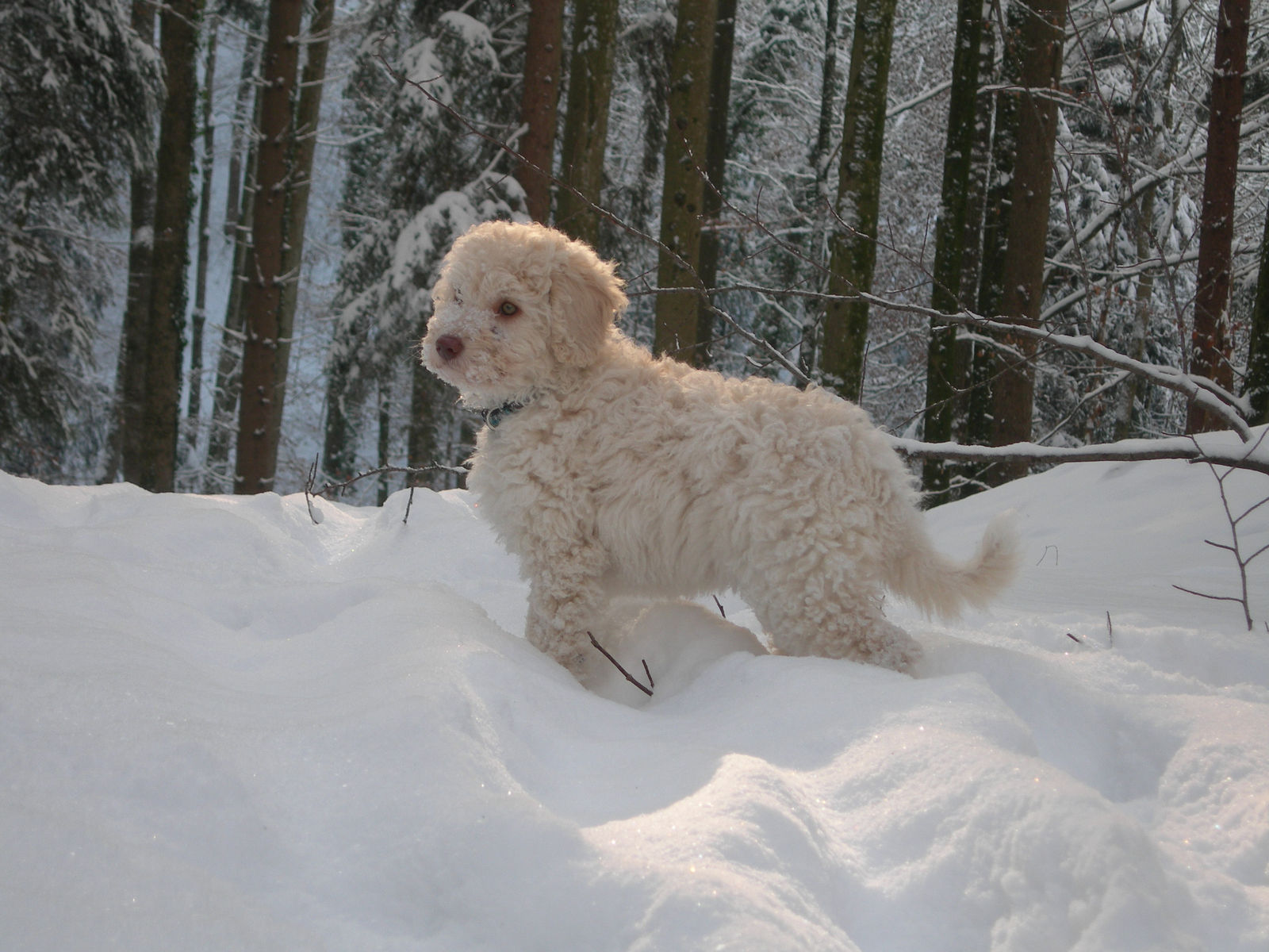 Cremeweisser Welpe steht im tiefen Schnee am Rand eines verschneiten Fichtenwaldes, Schnee an der Schnauze.