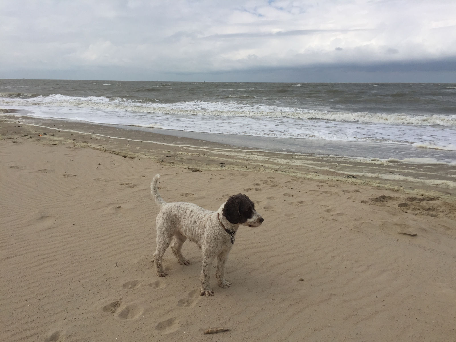 Braun-weisser Spanischer Wasserhund steht allein auf einem weiten, windigen Sandstrand vor der Brandung unter bedecktem Himmel.