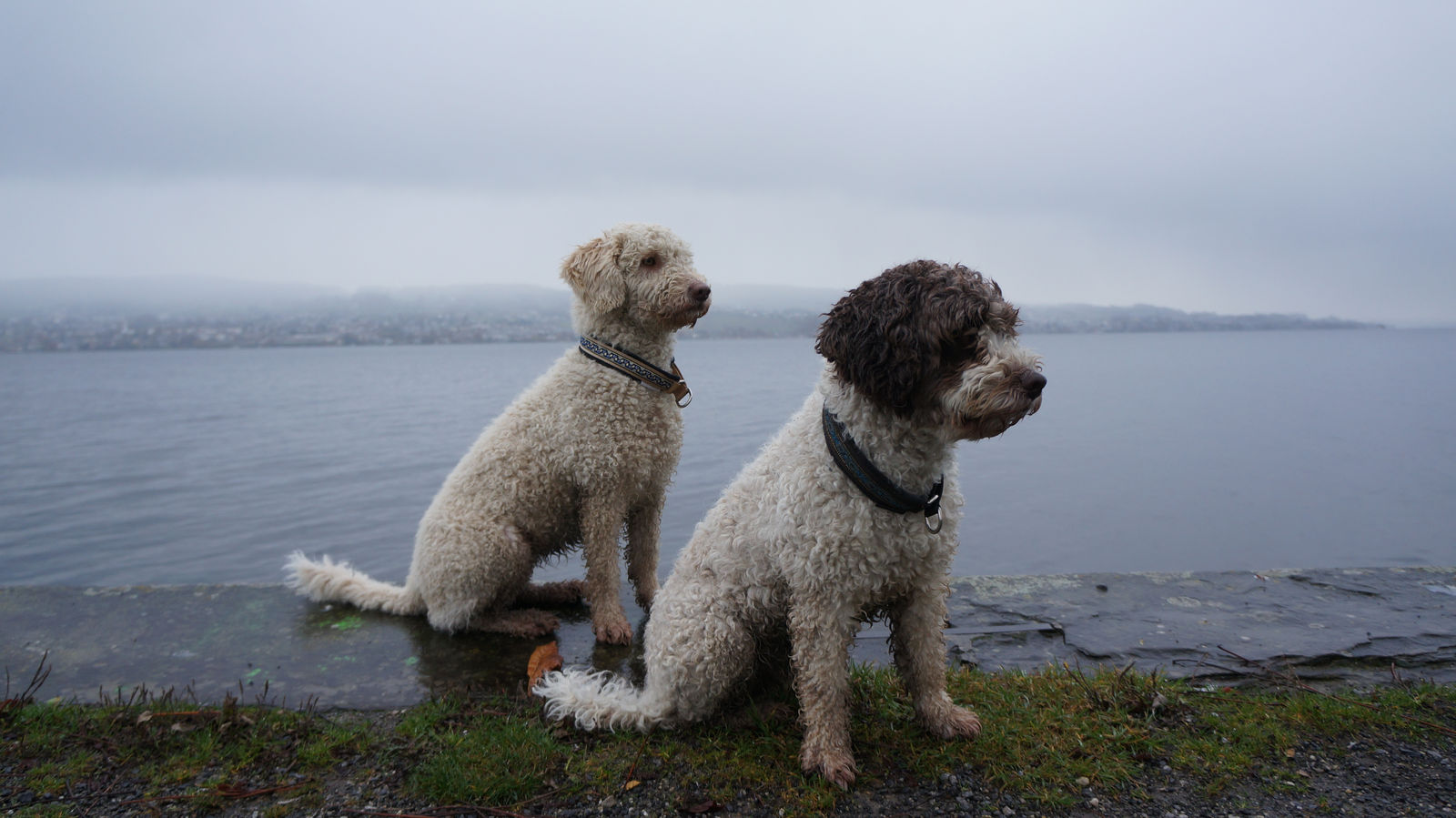 Zwei Spanische Wasserhunde sitzen an einem nebligen Tag auf der Ufermauer am See und schauen in dieselbe Richtung, links der cremeweisse, rechts der braun-weisse.