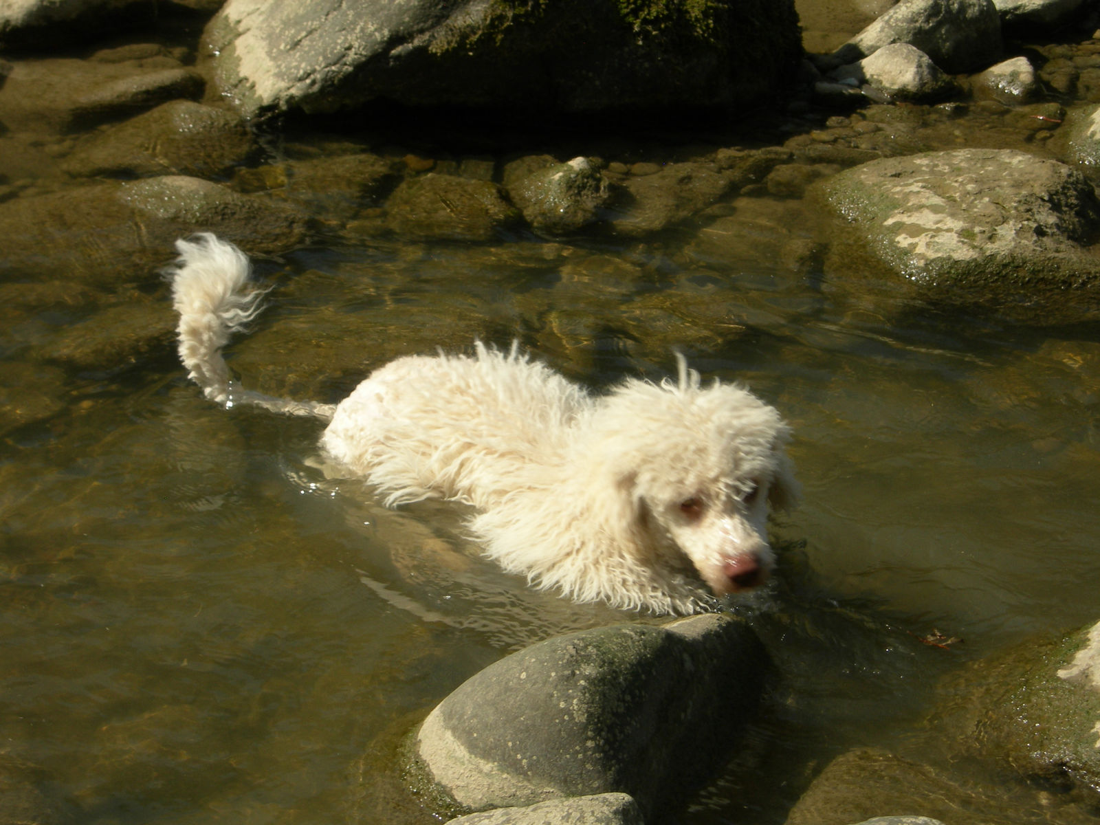 Cremeweisser Spanischer Wasserhund schwimmt durch klares, flaches Wasser zwischen grossen bemoosten Flusssteinen.