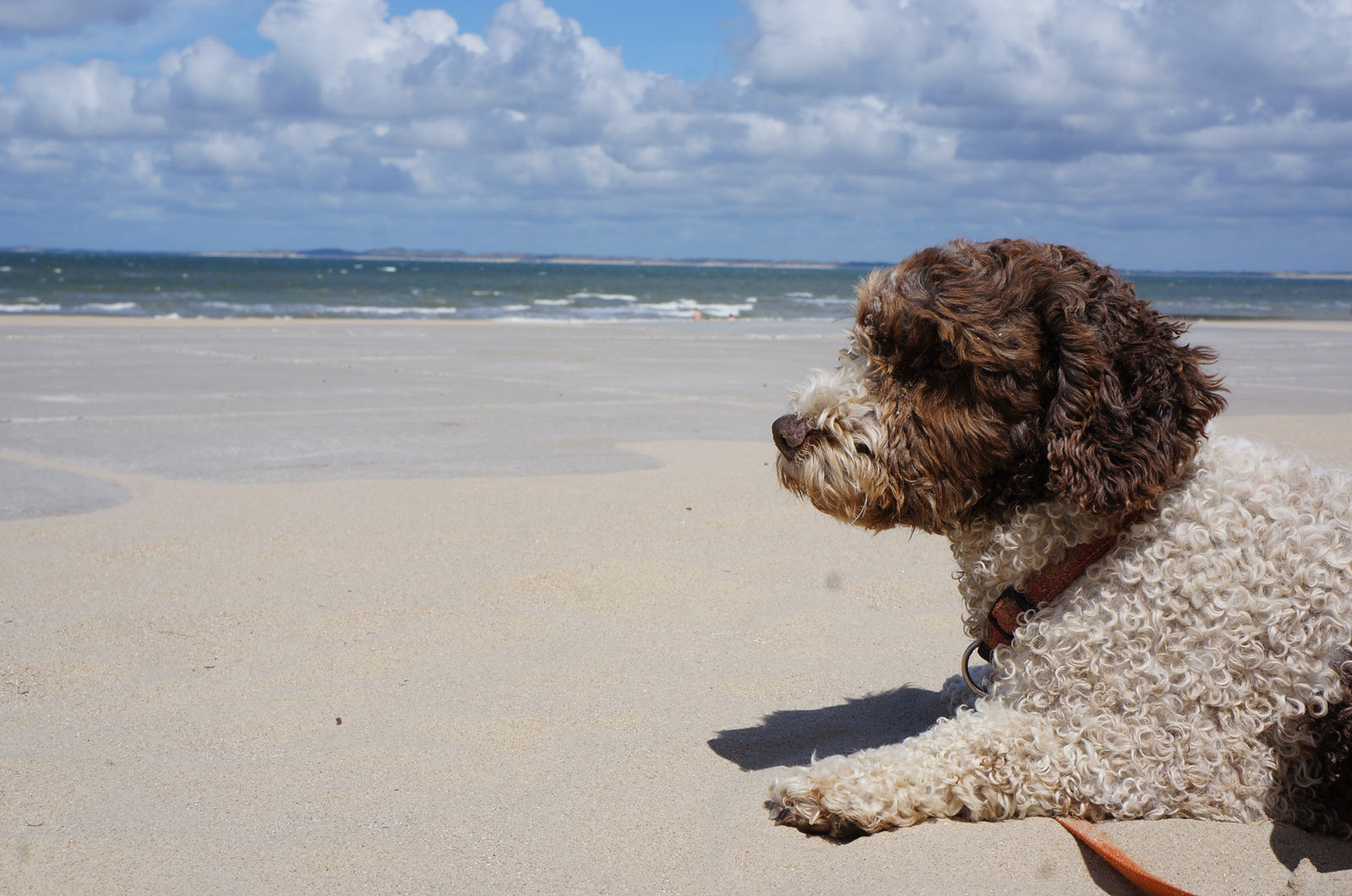 Braun-weisser Spanischer Wasserhund liegt im hellen Strandsand und blickt über das weite flache Wasser aufs Meer.