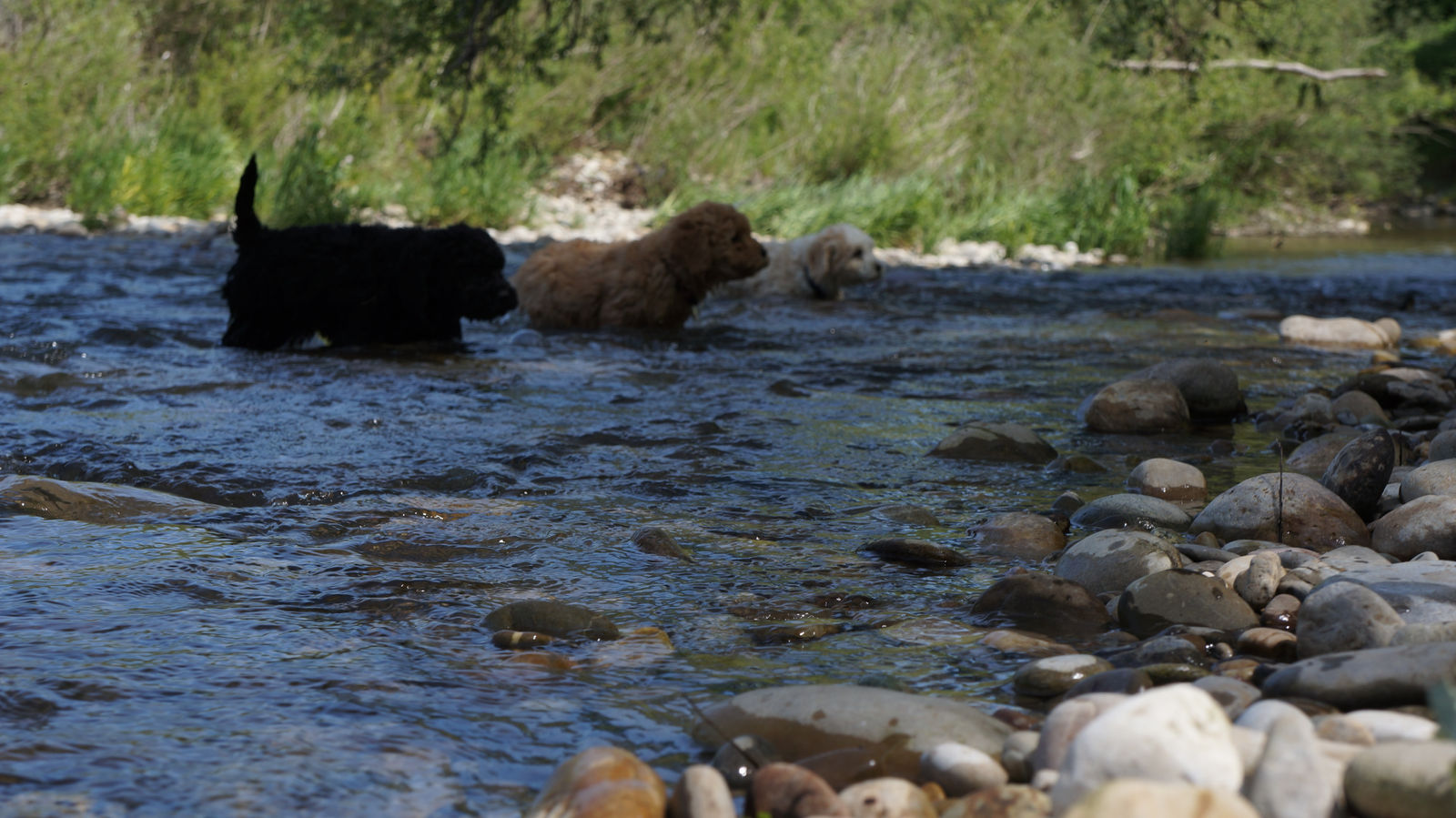 Drei Welpen waten durch das flache Wasser eines Flusses, ein schwarzer, ein rotbrauner und ein cremeweisser.