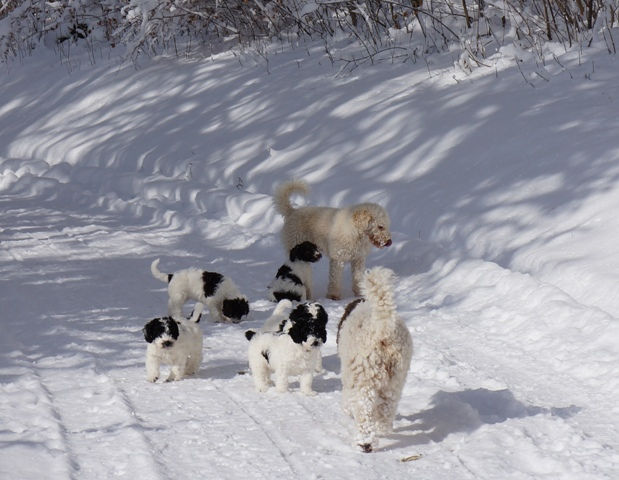 Auf einem verschneiten Weg steht ein cremeweisser erwachsener Hund inmitten von vier schwarz-weiss gescheckten Welpen, rechts ein zweiter, apricotfarbener Erwachsener von hinten.