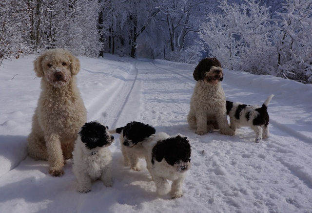 Auf einem sonnigen Winterwaldweg sitzt links ein cremeweisser erwachsener Hund, rechts steht ein braun-weisser, dazwischen vier schwarz-weiss gescheckte Welpen.