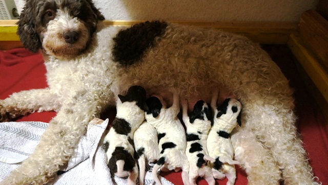 Im Wurfkasten auf einer roten Decke liegt die braun-weisse Perro-Hündin auf der Seite, während fünf neugeborene schwarz-weisse Welpen saugen.